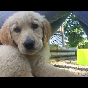 Meet your Posher, Carrie